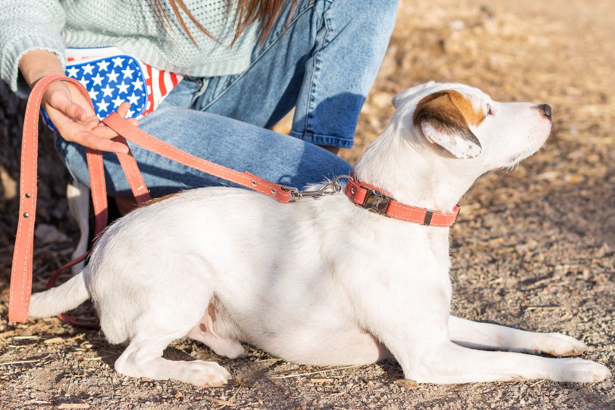 Quick-Release Leather Dog Collar and Leash Set