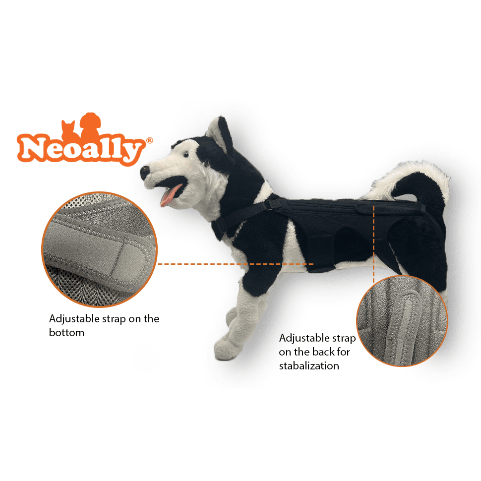 NeoAlly Dog Back Brace with Foam Inserts — Spinal Support for IVDD, Arthritis & Injury