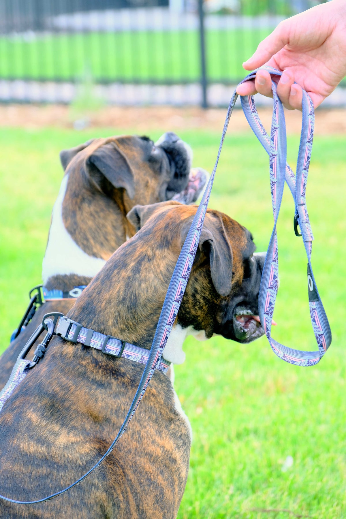 Outdoor Style Nylon Dog Collar and Leash Set