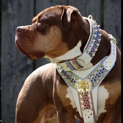 THE Candy Harness WHITE