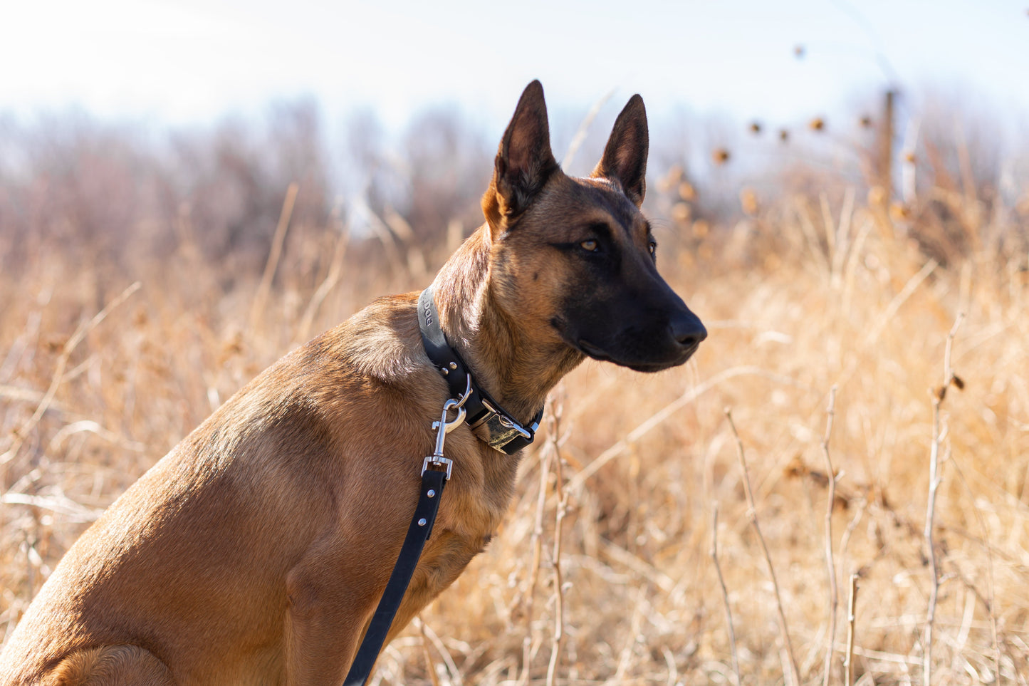 Modern Style Quick-Release Leather Dog Collar