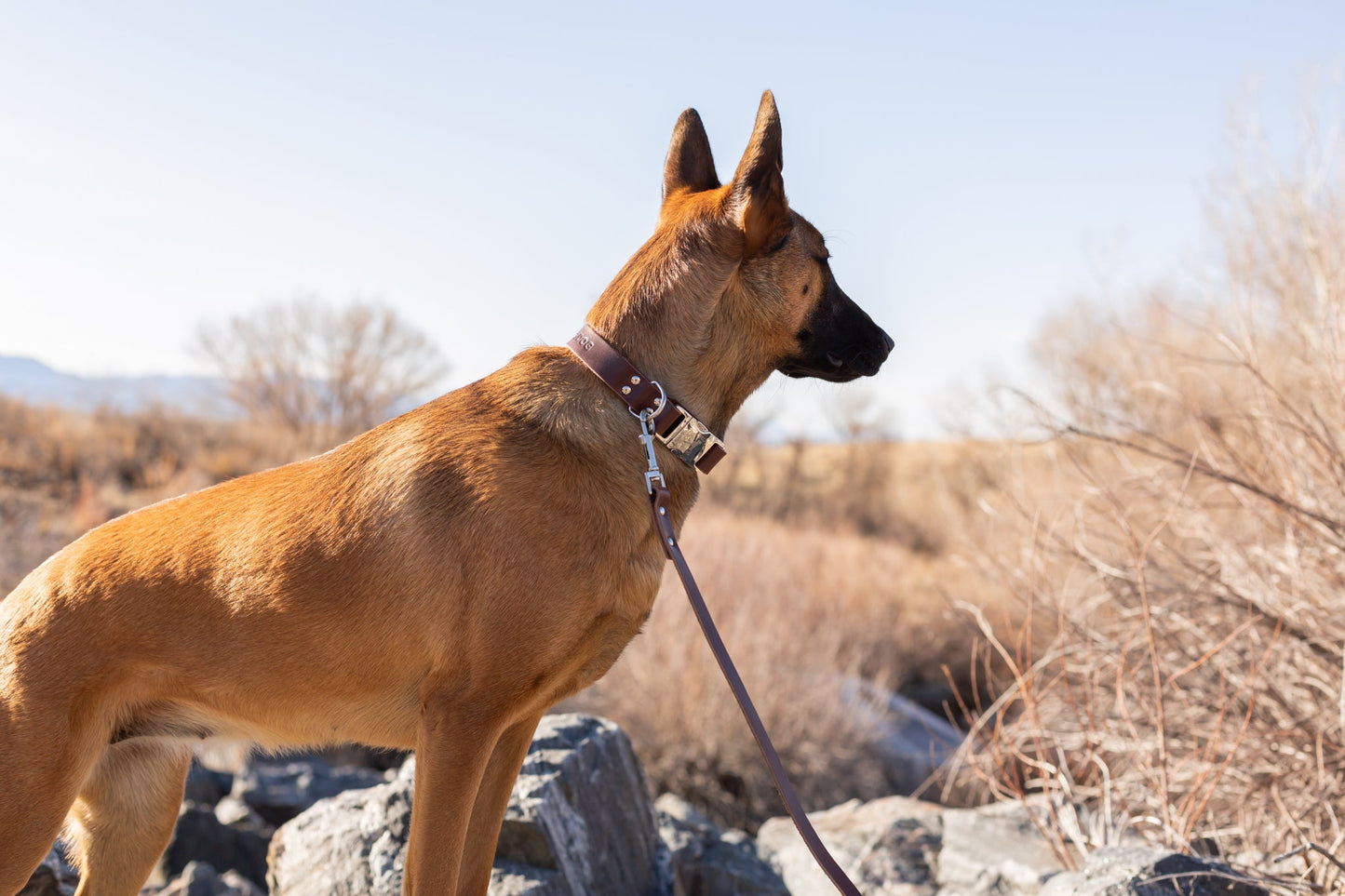 Modern Style Quick-Release Leather Dog Collar