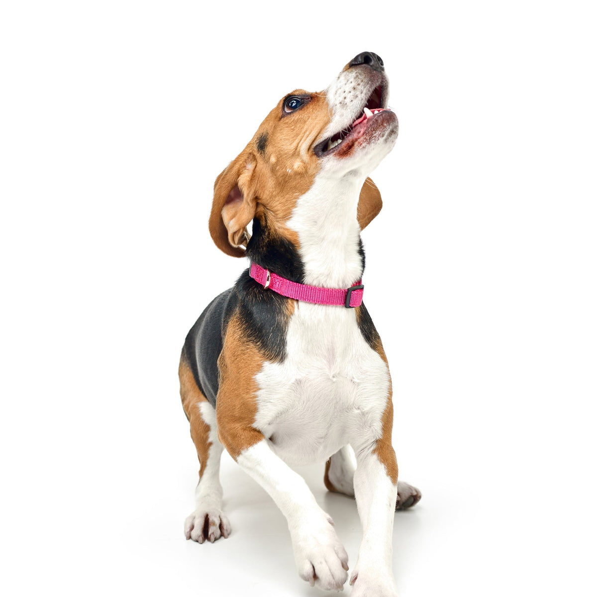 City Collar - Park Ave Pink