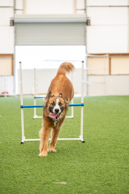 Better Sporting Dogs 7-Piece Dog Agility Equipment Set