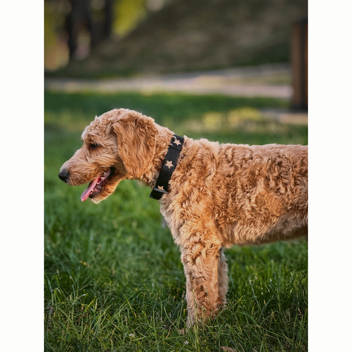 The DOGISTRY x Fi Rockstar 3+ Collar Band