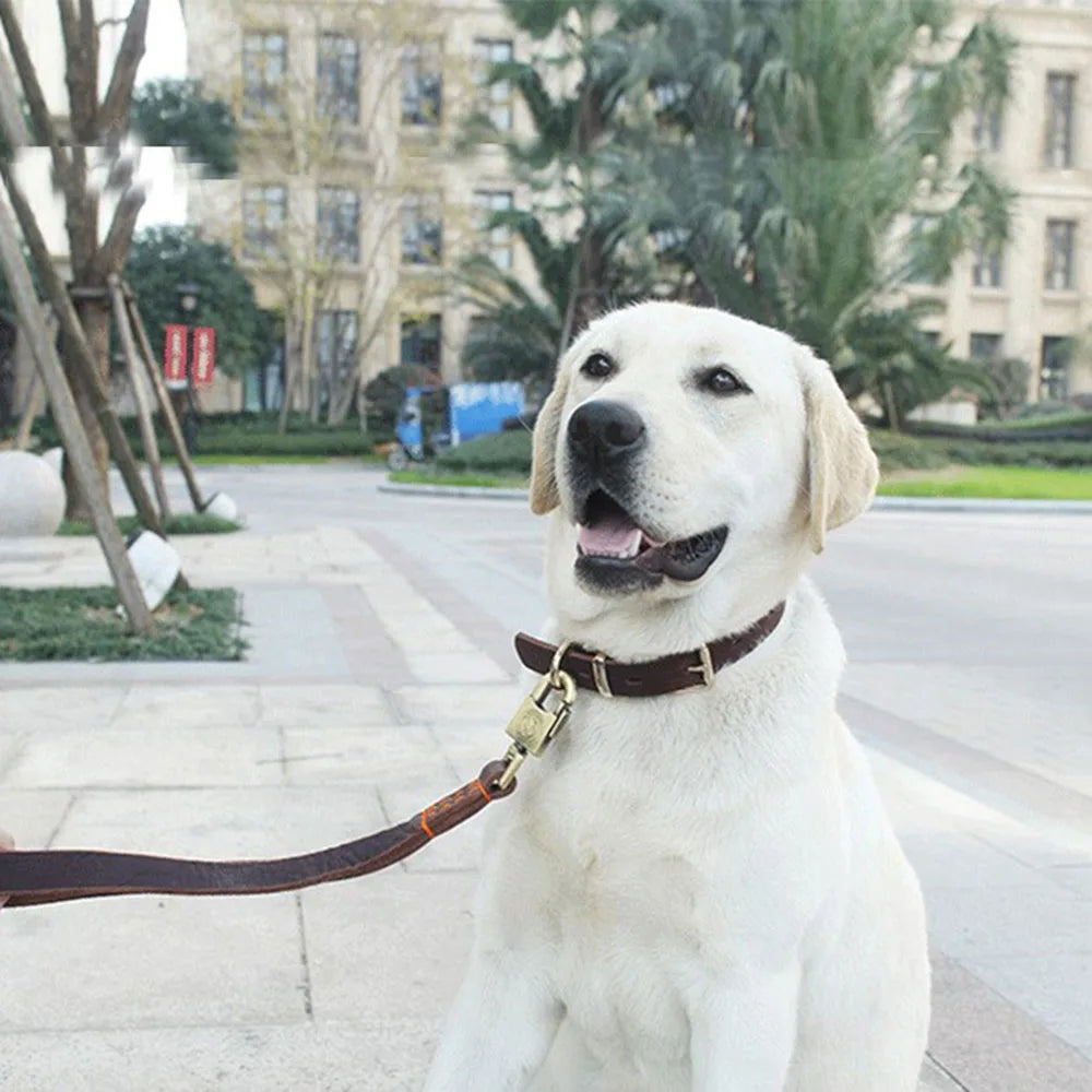 Genuine Leather Dog Collar with Gold Alloy Buckle — Adjustable, D-Ring, All Sizes
