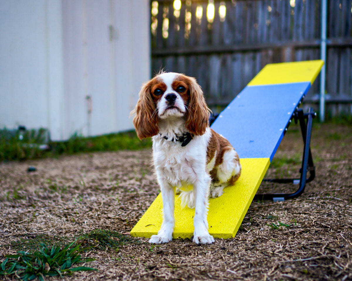 Better Sporting Dogs Practice Seesaw | Dog Agility Teeter | Fully Assembled