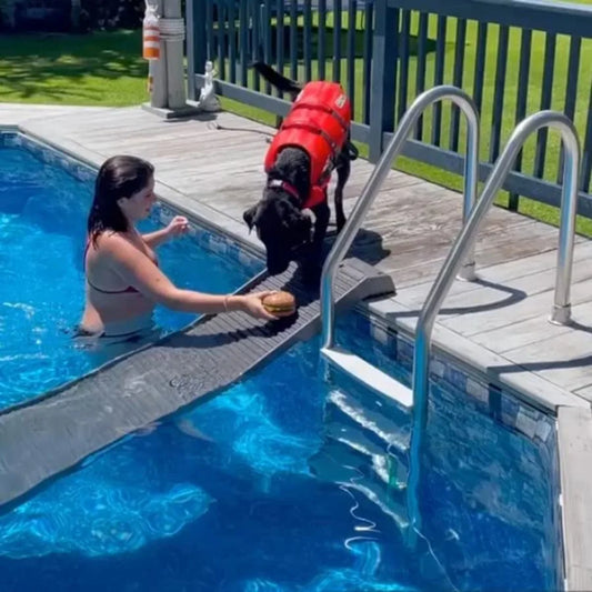 Dog Pool Ramp | Standard Legs | Graphite | Small & Large Dogs | Above & In-Ground Pools