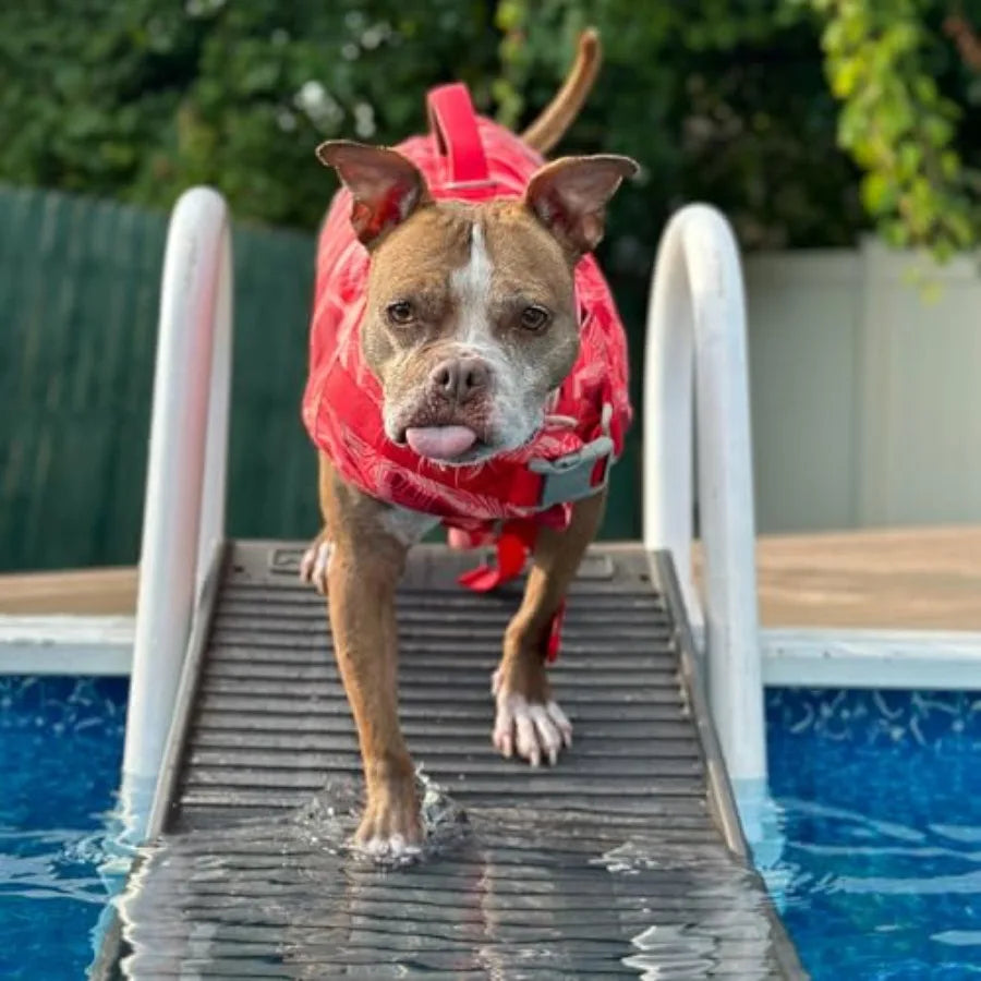 Dog Pool Ramp | Standard Legs | Graphite | Small & Large Dogs | Above & In-Ground Pools