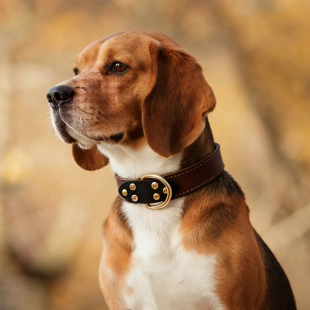 Genuine Top-Layer Leather Dog Collar | Handmade | Skin-Friendly | 3 Sizes | Medium to Large