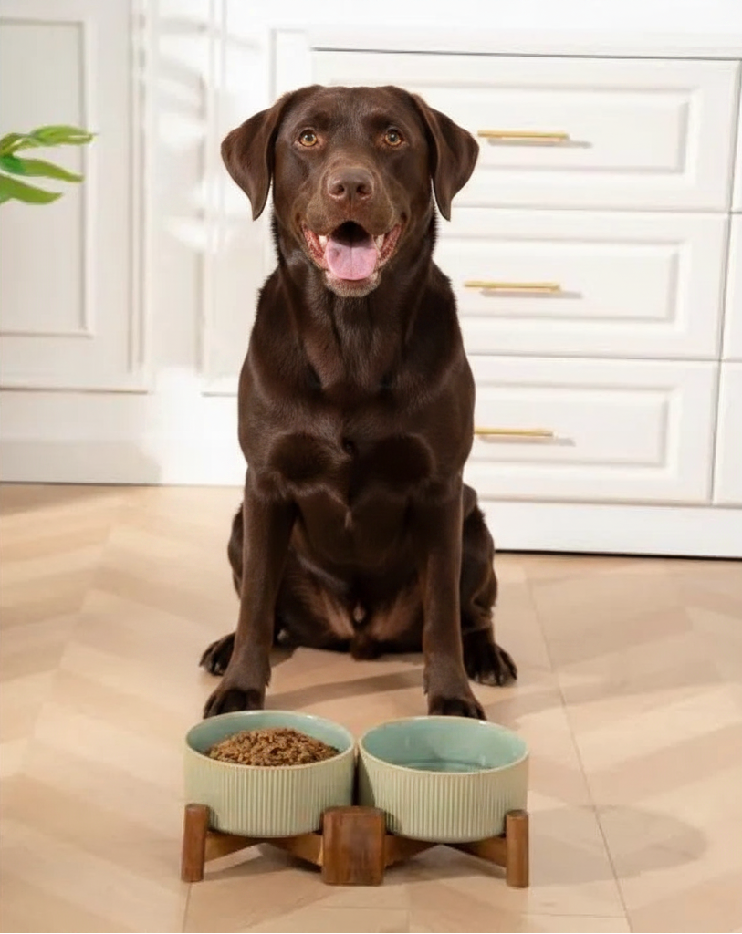 Ceramic Dog Bowl Set with Acacia Wood Stand | Set of 2 | Vintage Colors | Medium Dogs