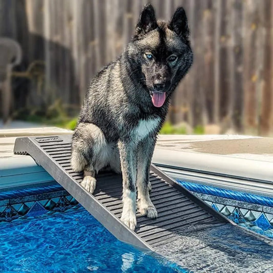 Dog Pool Ramp | Standard Legs | Graphite | Small & Large Dogs | Above & In-Ground Pools