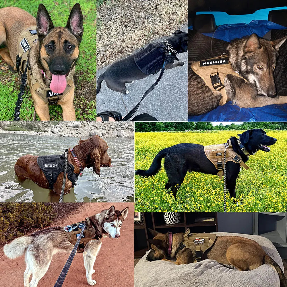 Training Harness & Leash Set | Walking Vest | German Shepherd, Malinois & Medium to Large Dogs