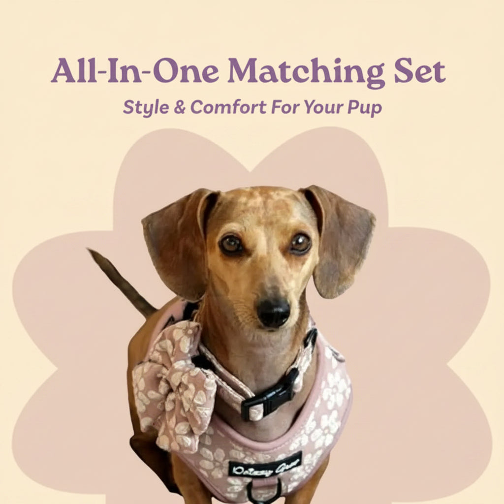 No-Pull Dog Harness & Collar Set