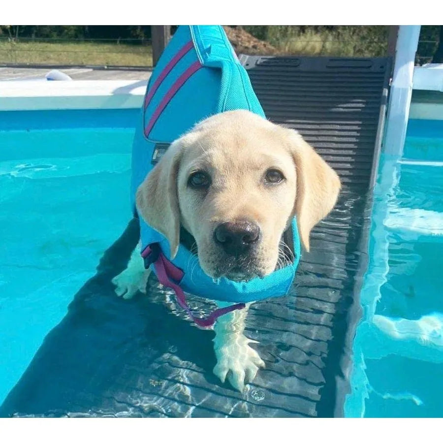 Dog Pool Ramp | Standard Legs | Graphite | Small & Large Dogs | Above & In-Ground Pools