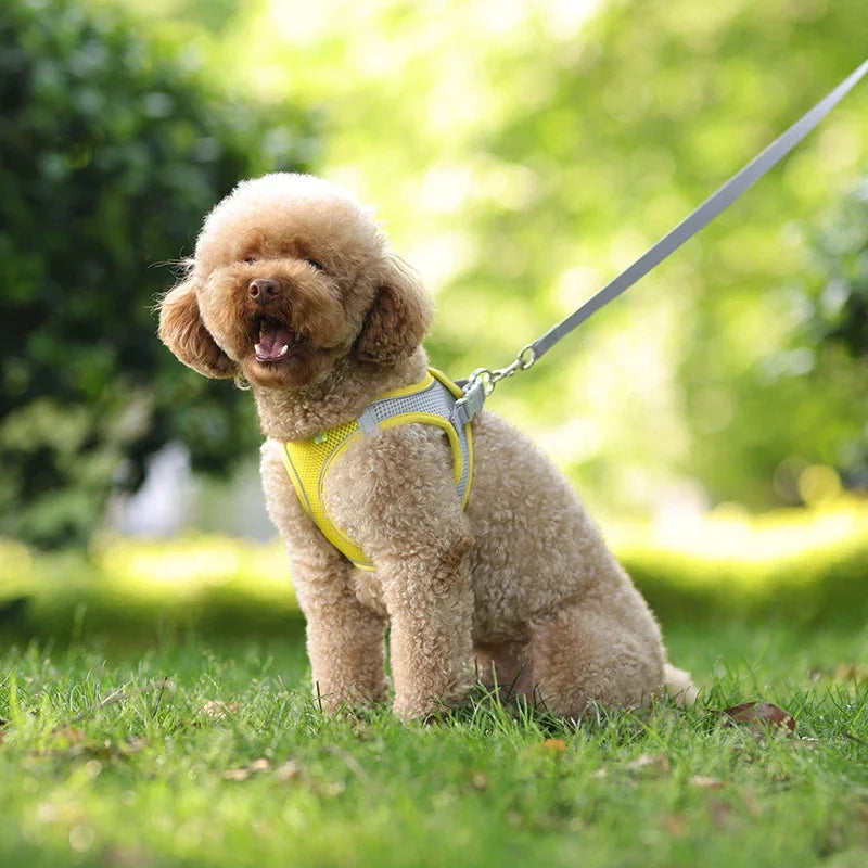 Puppy Harness & Leash Set | Adjustable Vest for French Bulldogs, Chihuahuas & Small Dogs
