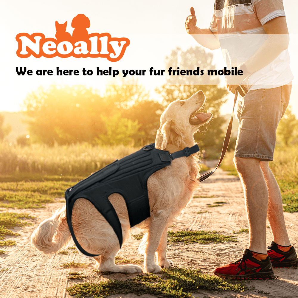 NeoAlly Dog Back Brace with Foam Inserts — Spinal Support for IVDD, Arthritis & Injury