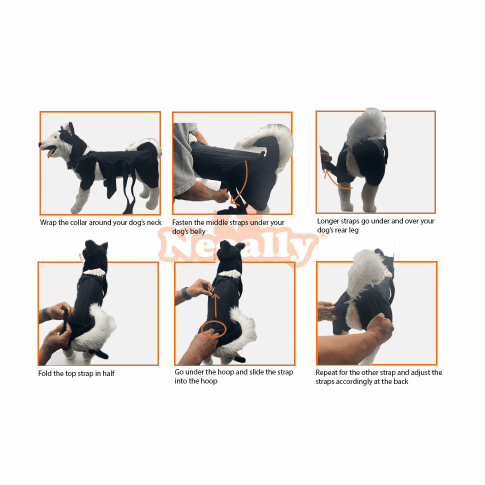 NeoAlly Dog Back Brace with Foam Inserts — Spinal Support for IVDD, Arthritis & Injury