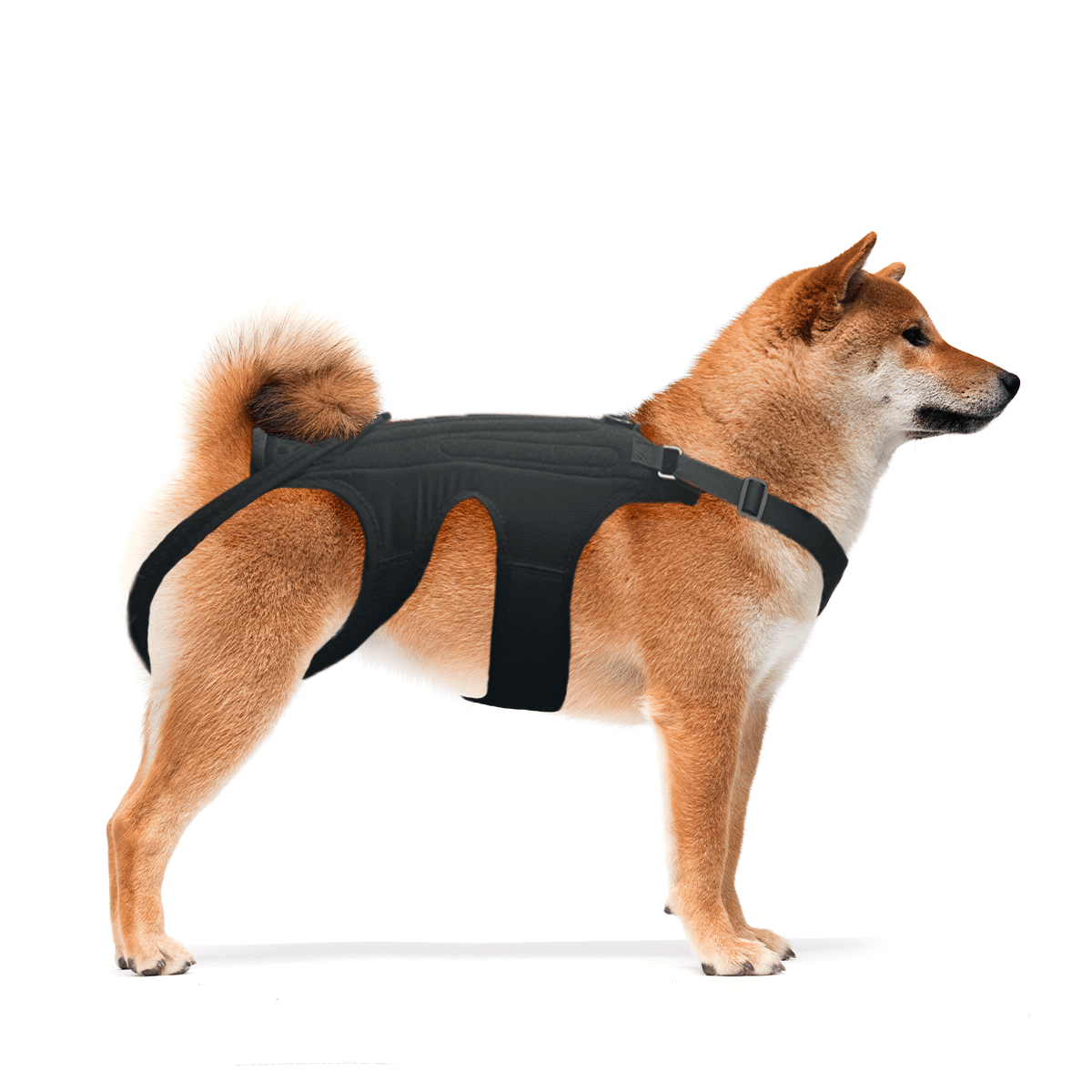 NeoAlly Dog Back Brace with Foam Inserts — Spinal Support for IVDD, Arthritis & Injury