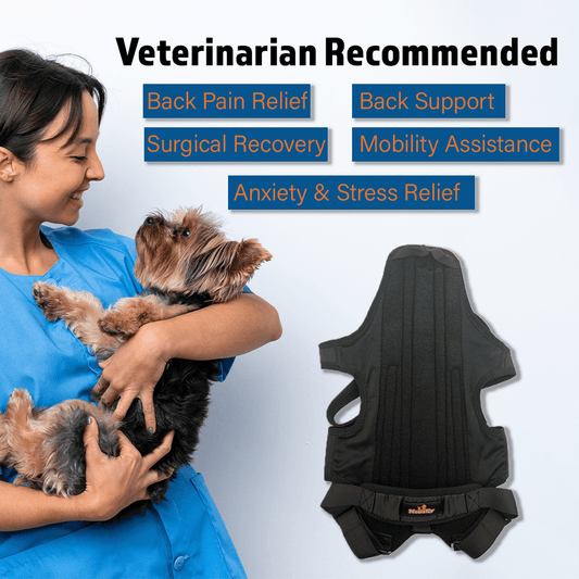 NeoAlly Dog Back Brace with Foam Inserts — Spinal Support for IVDD, Arthritis & Injury