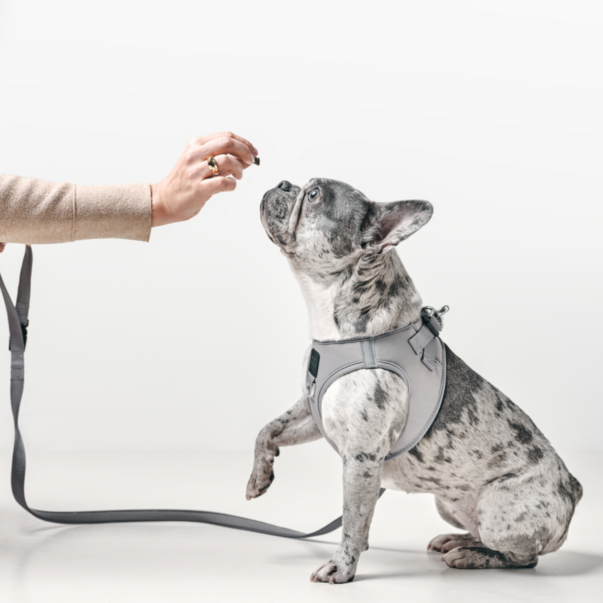 3-in-1 City Dog Leash - Steel